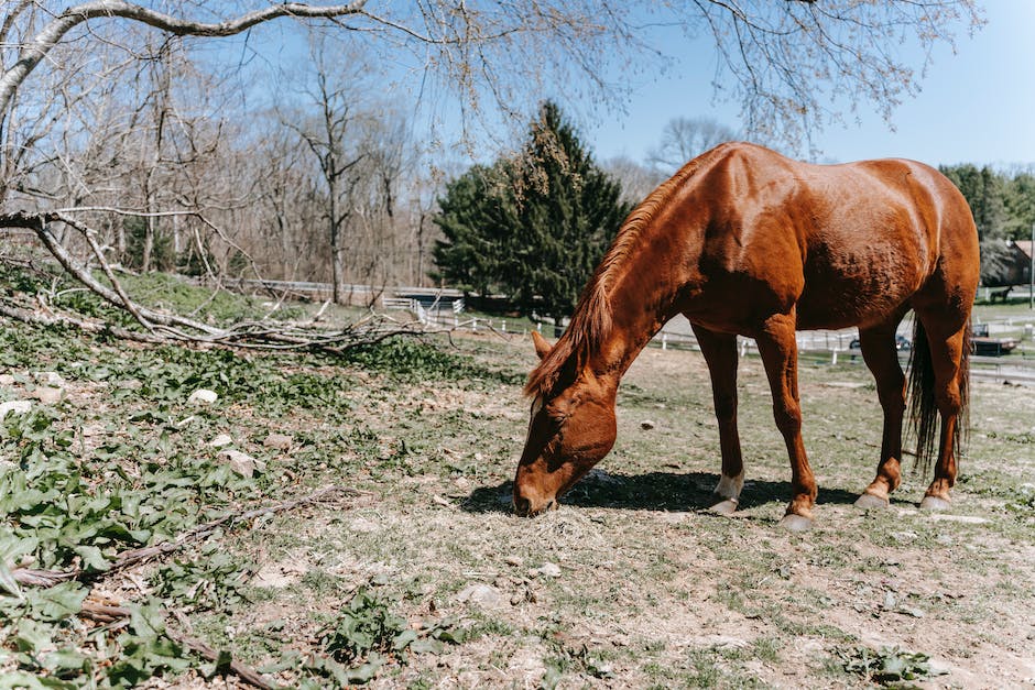 Pferd frisst Erde: Ursachen und Lösungen