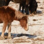 "Erde Fressen bei Pferden: Hintergründe und Gründe"