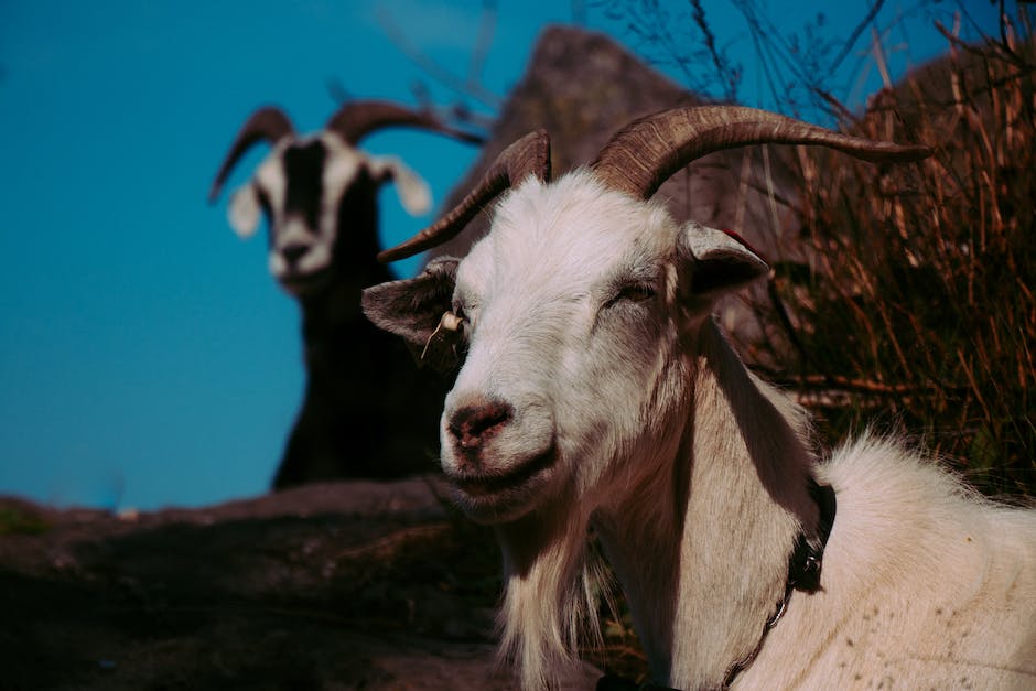 Längstlebende Tiere auf der Erde