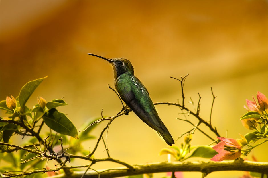 Anzahl der Vögel auf der Erde