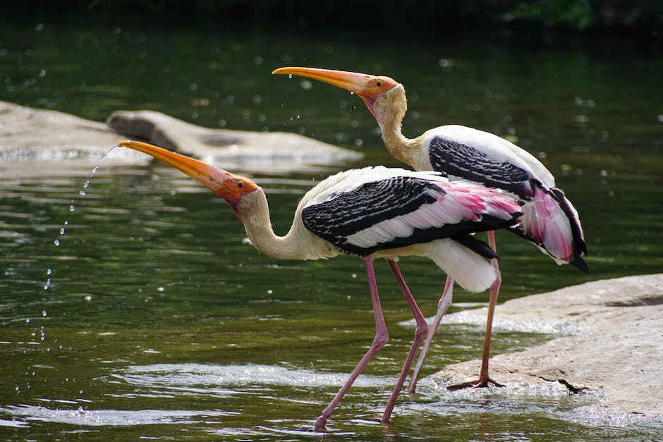 Anzahl der Vögel auf der Erde