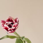 Tulpen aus der Erde pflanzen