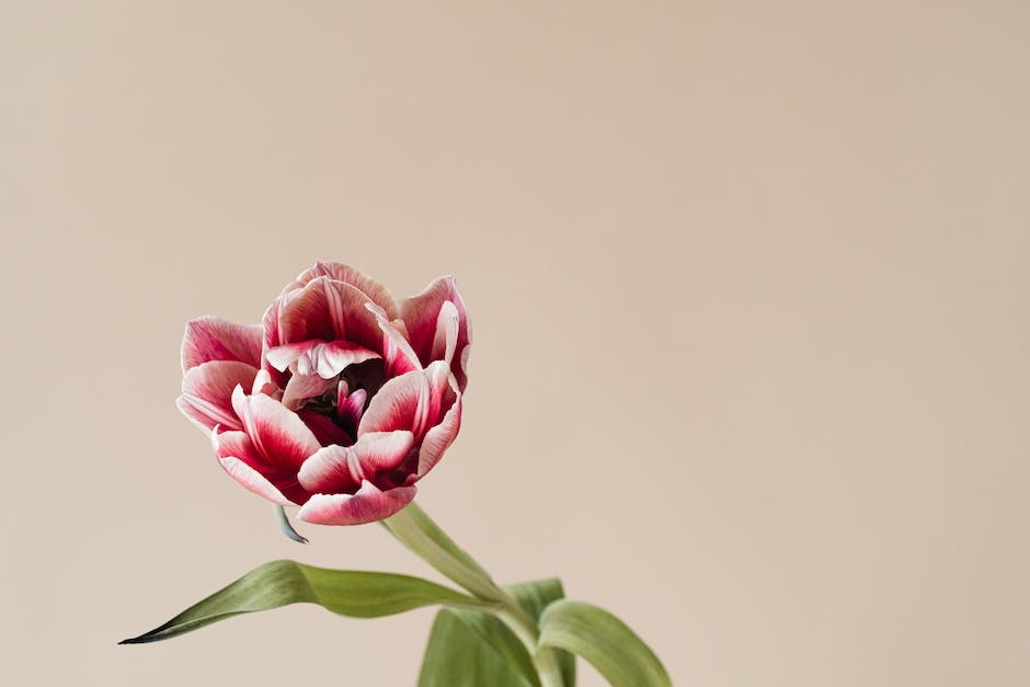 Tulpen aus der Erde pflanzen