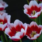 Tulpenpflanzen aus der Erde wachsen