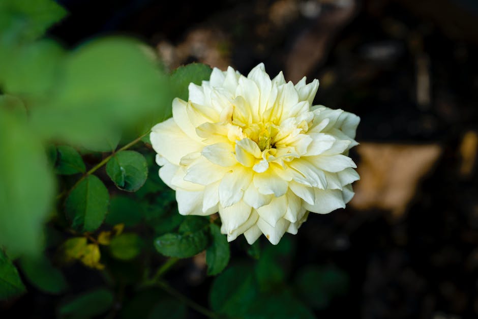 Pflanzen von Dahlien in den Gartenboden zu bestimmten Jahreszeiten