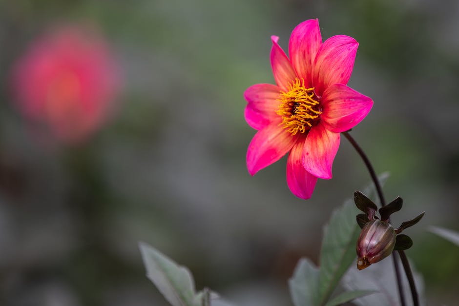  Dahlien aus der Erde entfernen, wenn die Blüten verwelken