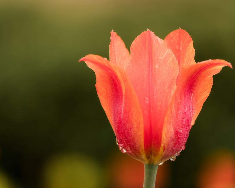 Tulpenzwiebeln-einpflanzen-Erde