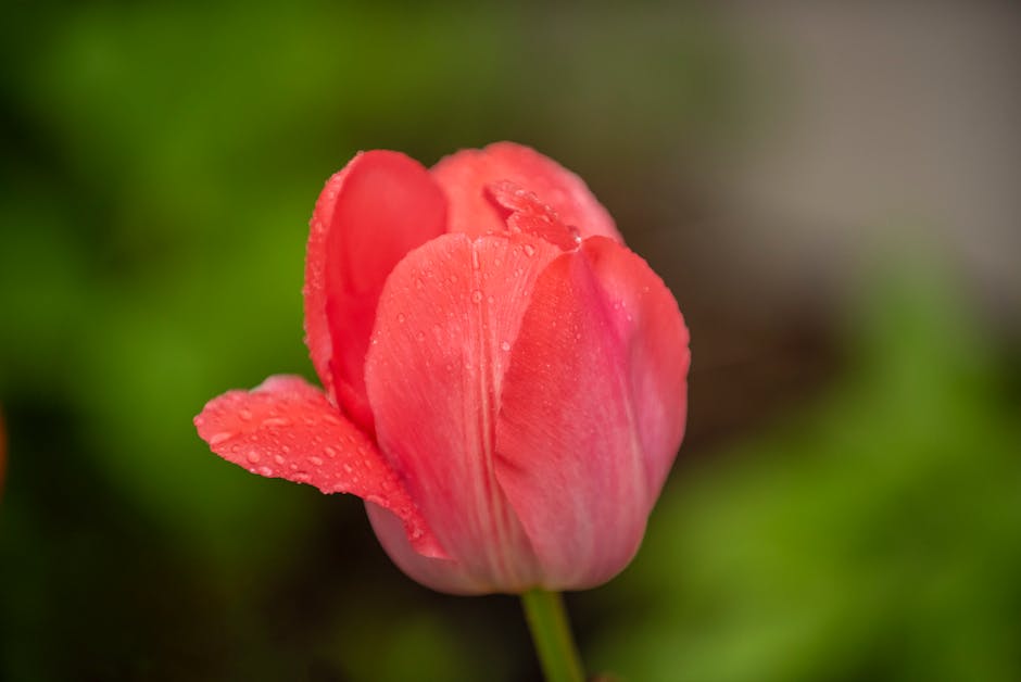 Tulpenzwiebeln in die Erde setzen