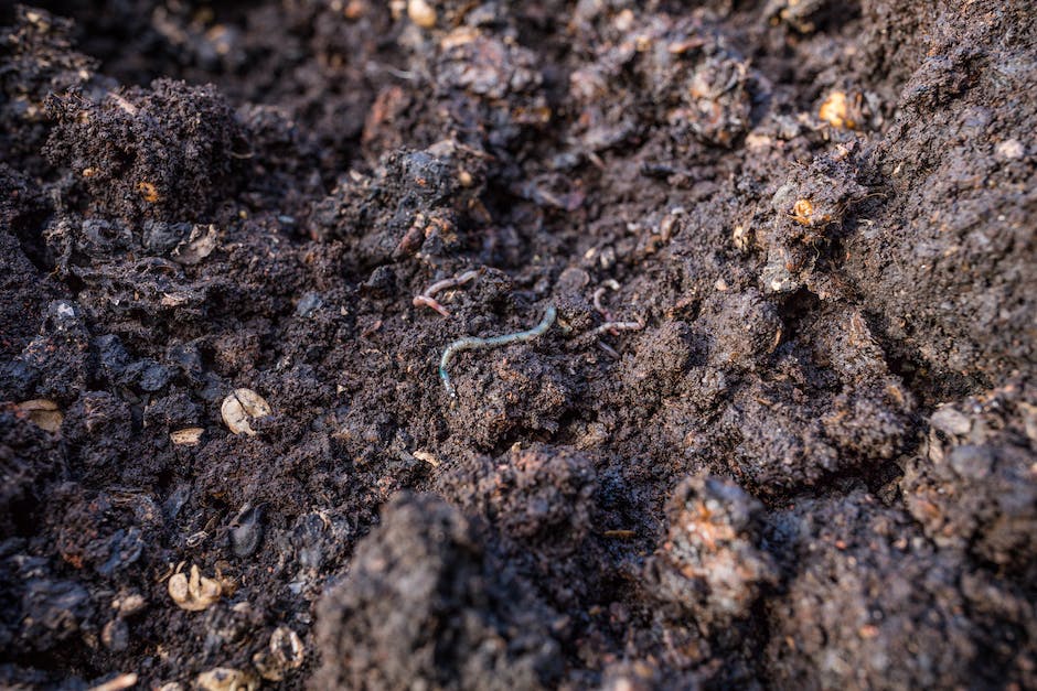 Regenwürmer kommen aus der Erde genährt von mineralischen Elementen