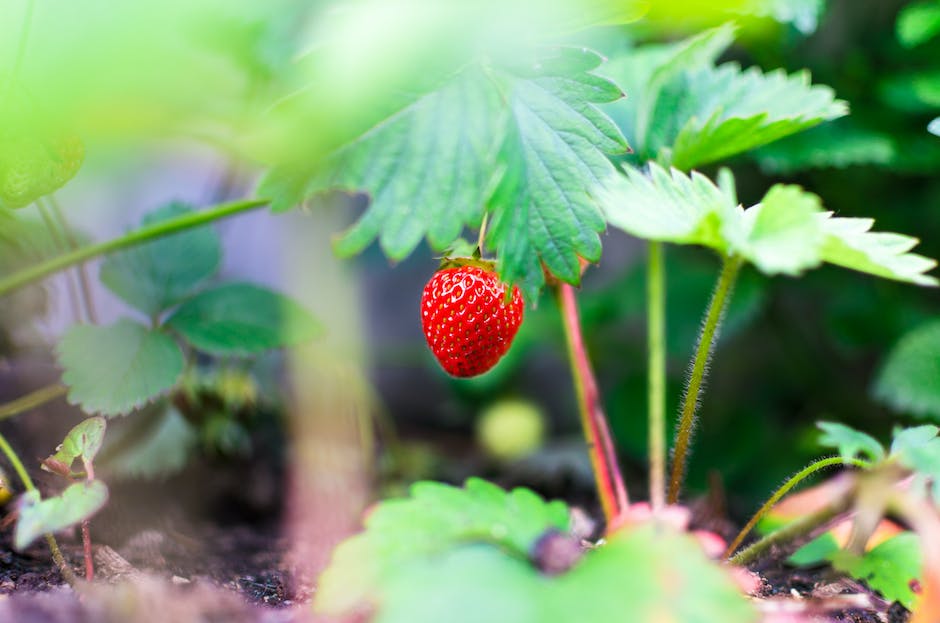 Erdbeeren brauchen nährstoffreiche Erde