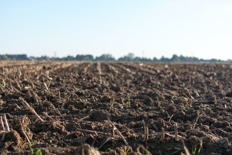 Erde fuer Olivenbaume: optimales Wachstum und Produktion