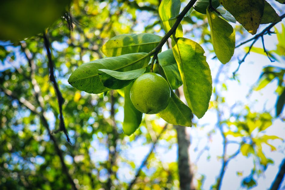  Erde für Zitronenbaum - welche Anforderungen muss sie erfüllen?