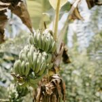 Bananenpflanzen benötigen spezielle Erde für eine optimale Wachstumsbedingungen
