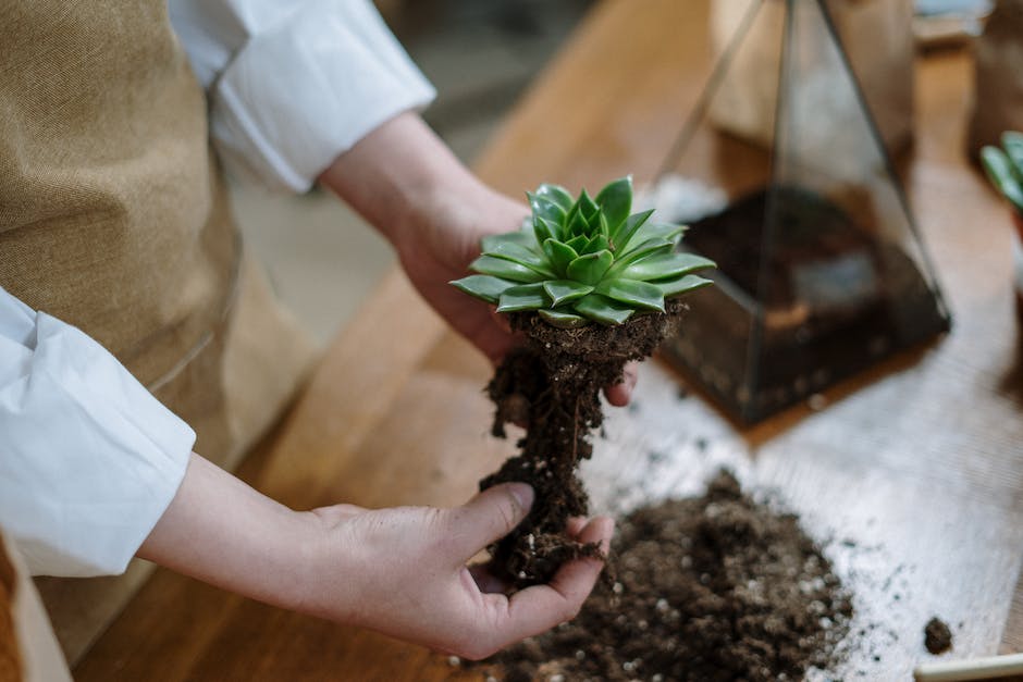 Aloe Vera Pflanzen-Erde: Anforderungen und Vorteile