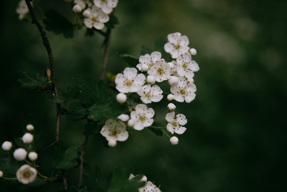  Apfelbaum im Kübel mit passender Erde