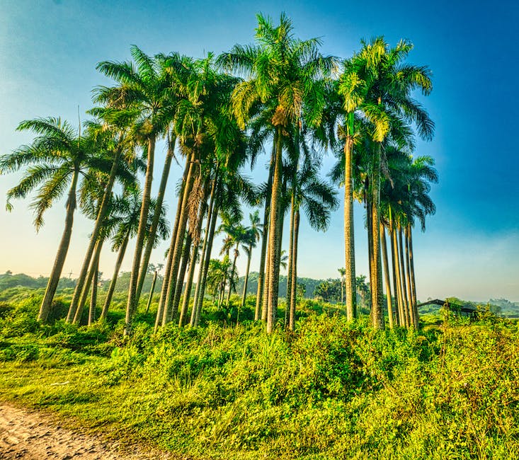 ideale Bodenmischung für Palmen