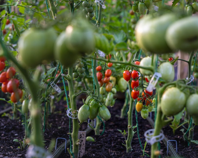  Tomatenpikier-Erde empfohlen