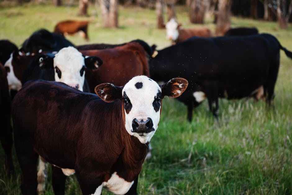 Tiere in der Erde