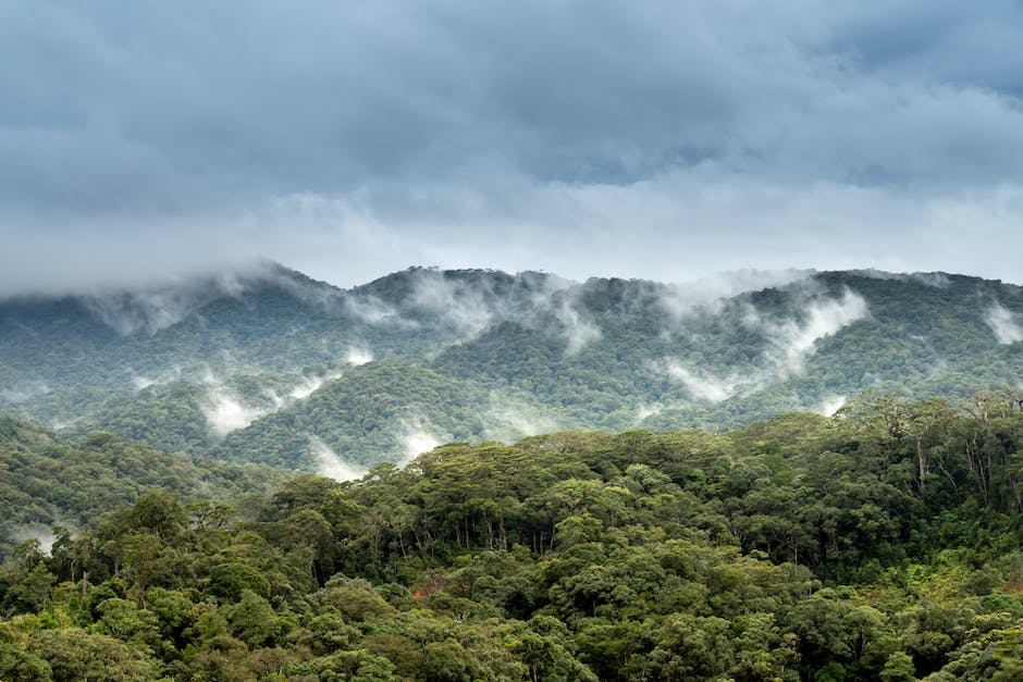 Regenwald Amazonas größter der Welt