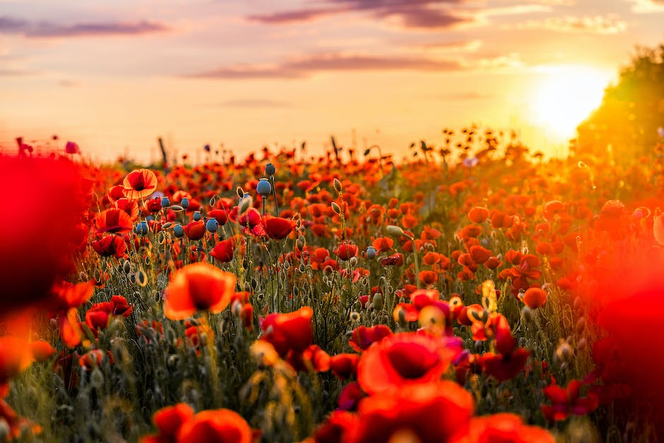 Größenvergleich Sonne und Erde